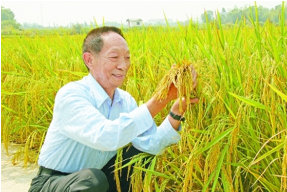 袁隆平：稻与“道”